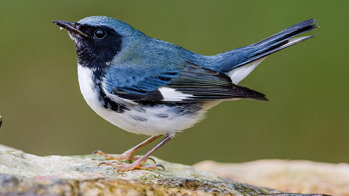 Black-throated Blue Warbler | Audubon Field Guide