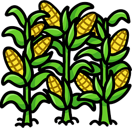 corn stalks