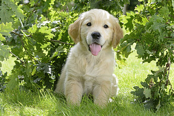 golden-retriever-puppy