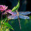 The_Gilded_Dragonfly